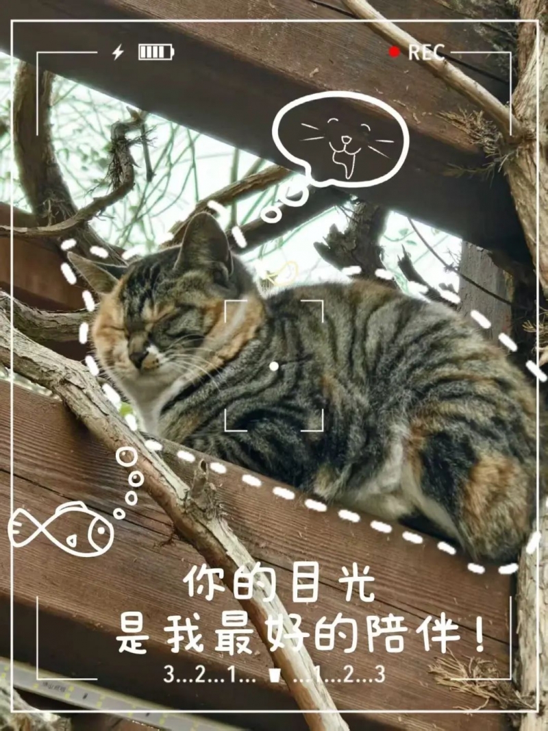 校園萌友超吸睛，安全防線需拉緊